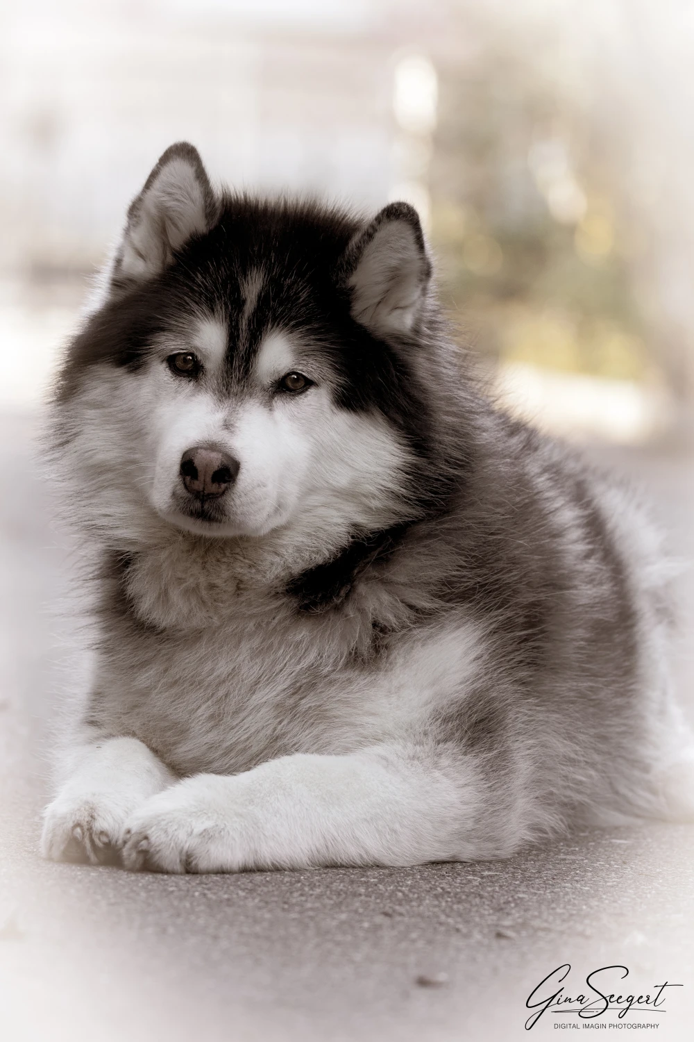 Gina Seegert Maxx Hundefotoshooting
